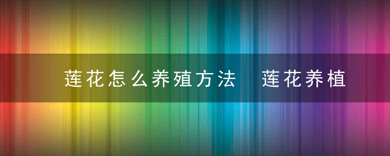 莲花怎么养殖方法 莲花养植技巧